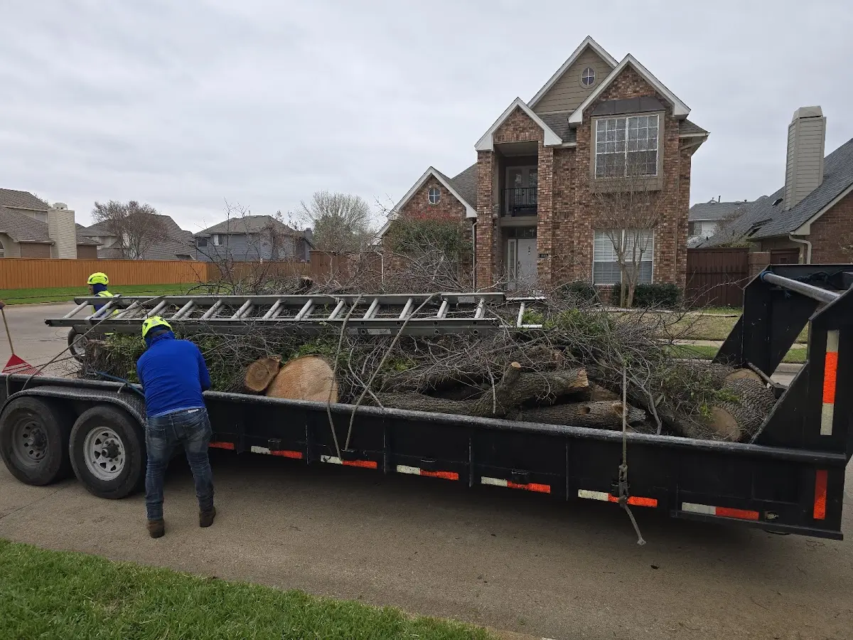Expert Tree Removal with proper safety equipment in Hull